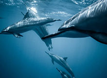 夸张！7轮13球！瓦科补时破门完成双响，泰山再度扳平2-2申花